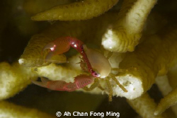 ....??? by Ah Chan Fong Ming 